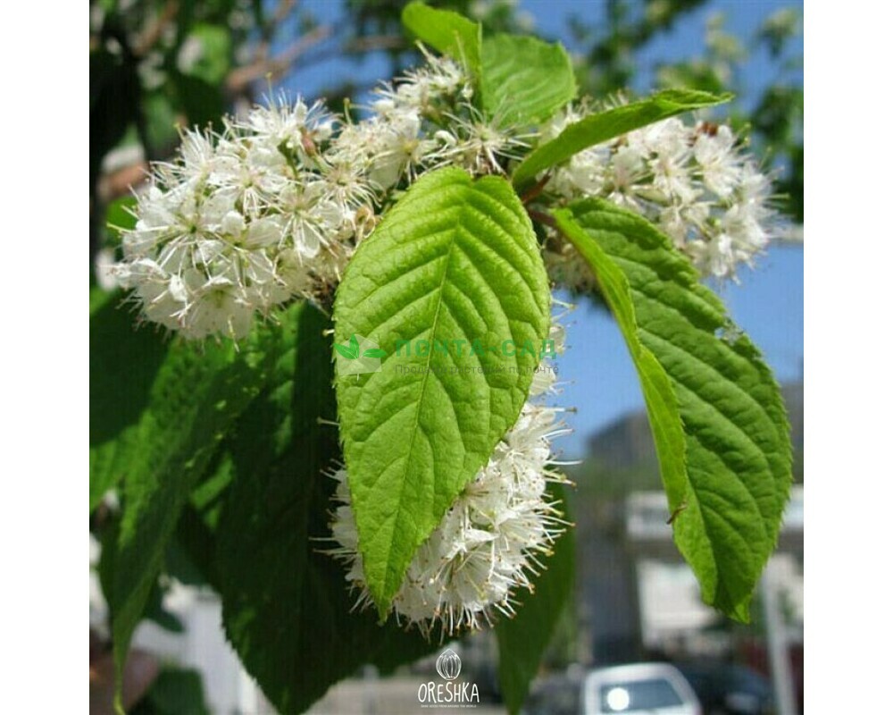 Черемуха Маака