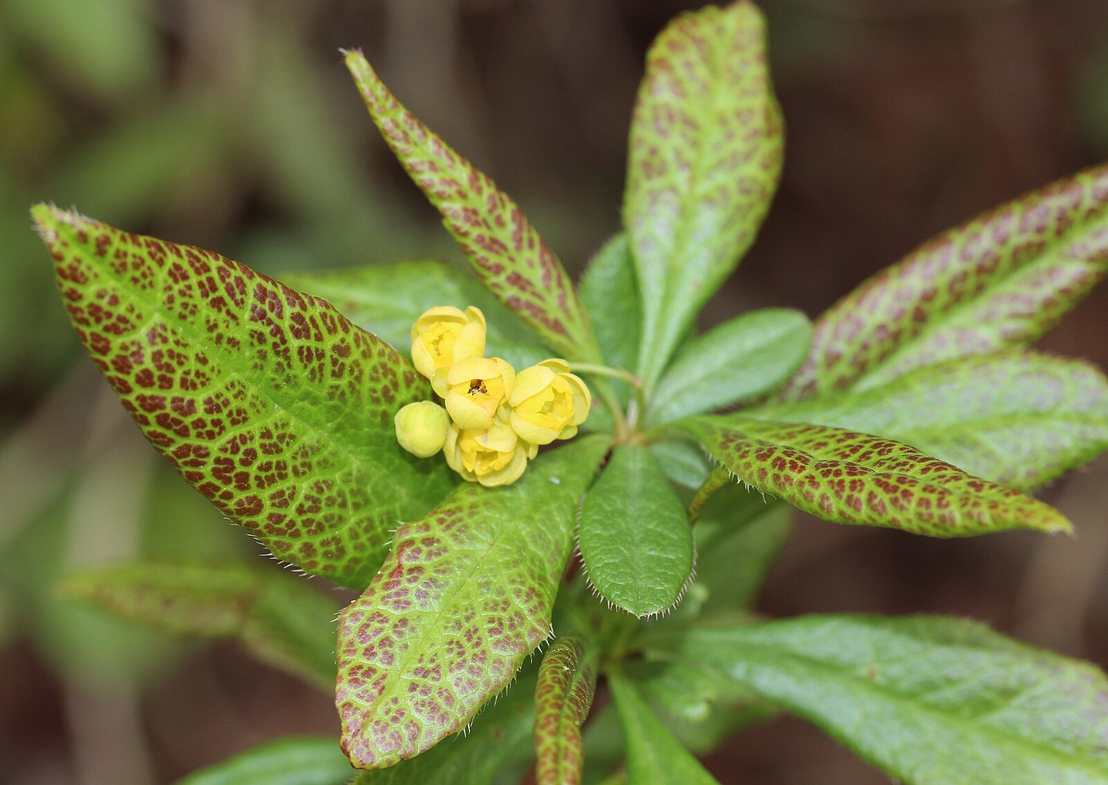 Барбарис Зибольда