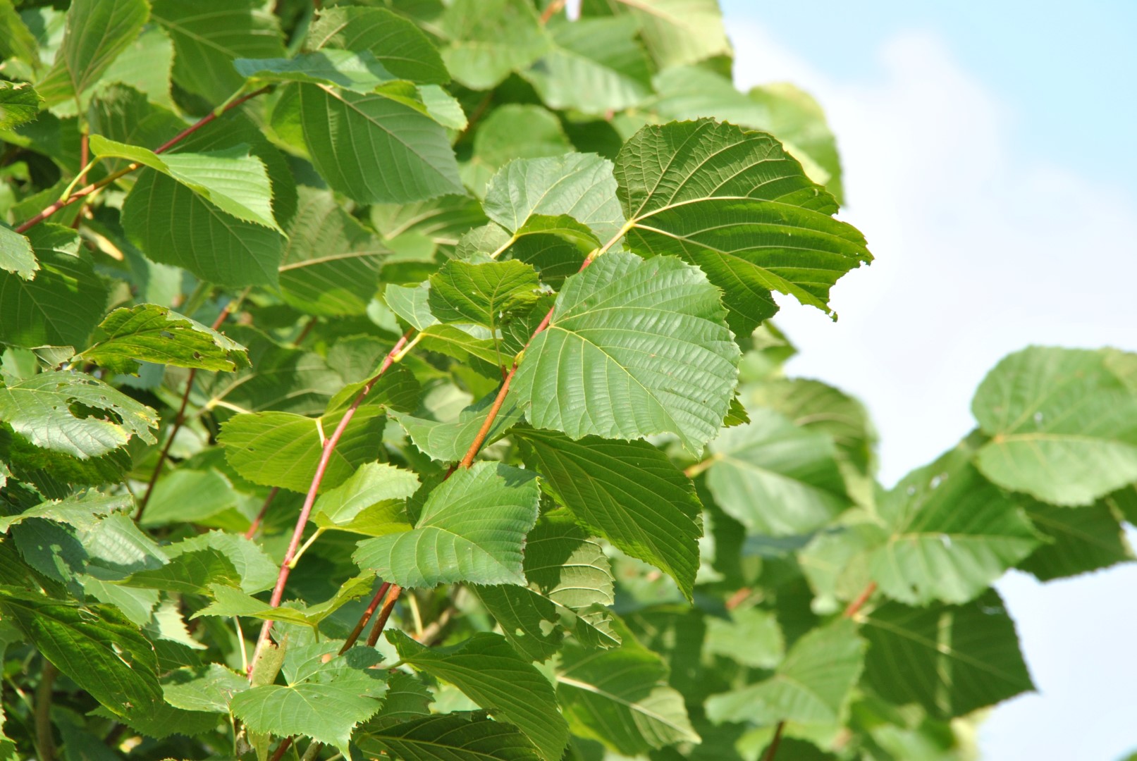 Липа американская