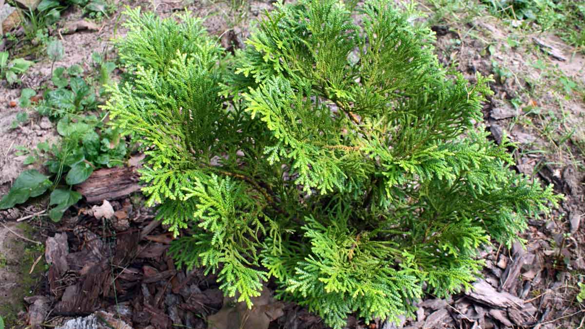 Туевик Туевик