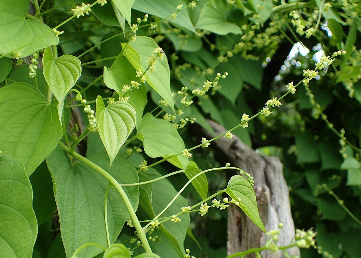 Диоскорея Диоскорея