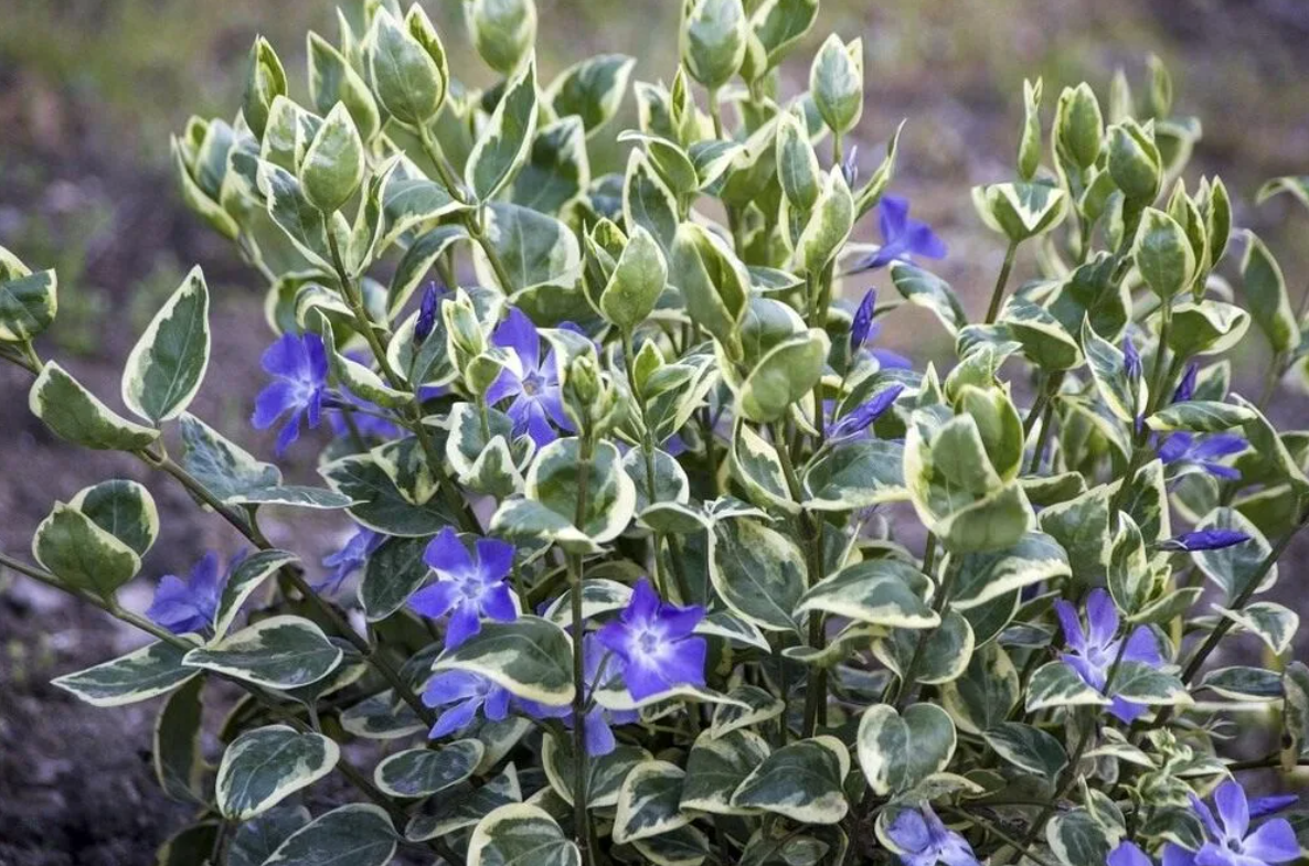 Барвинок большой