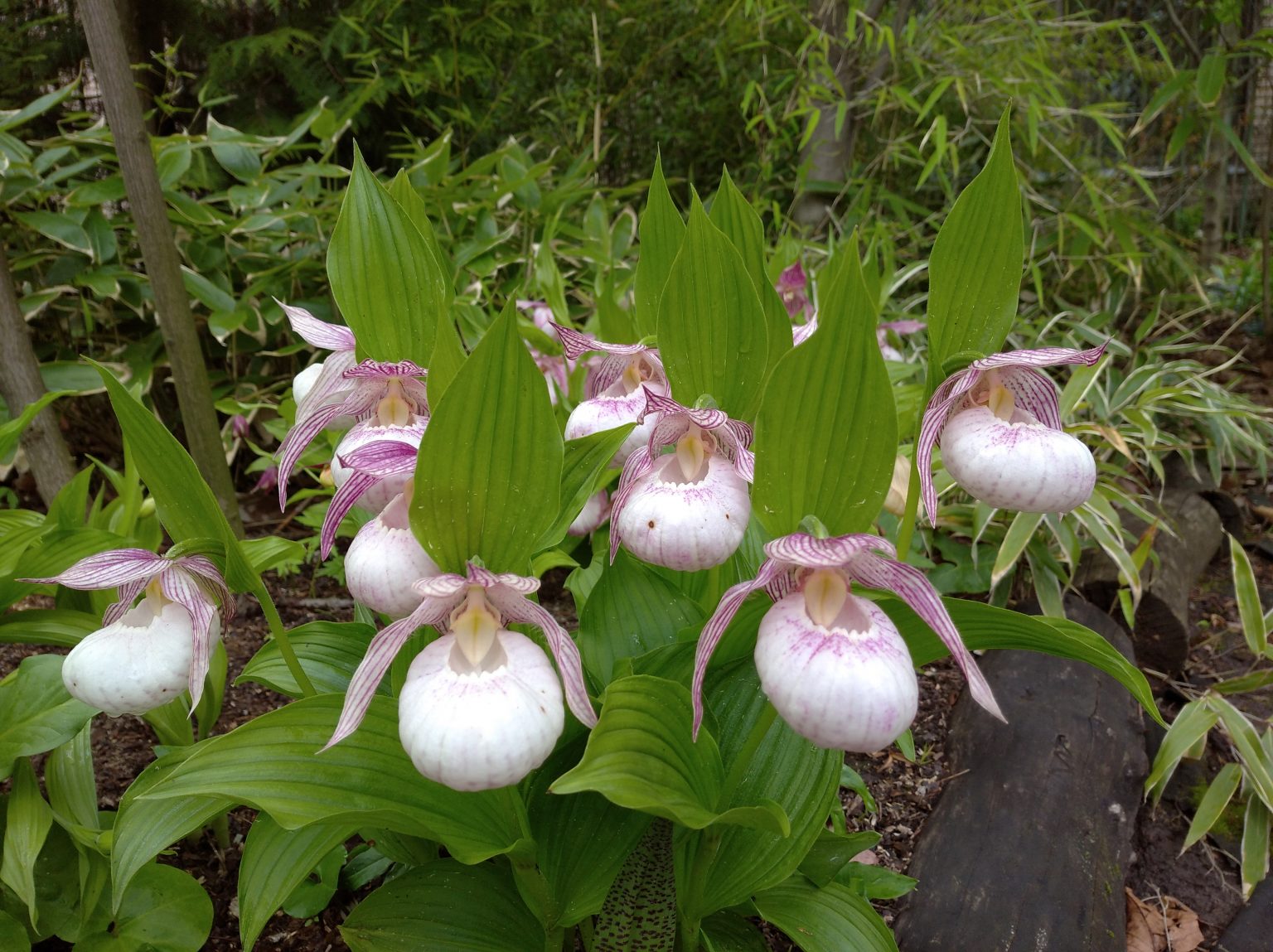 Башмачок белоснежный Башмачок белоснежный