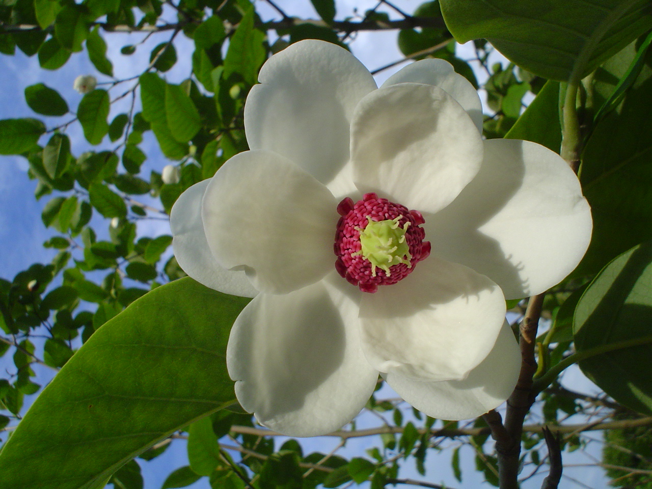 Магнолия Зибольда Магнолия Зибольда