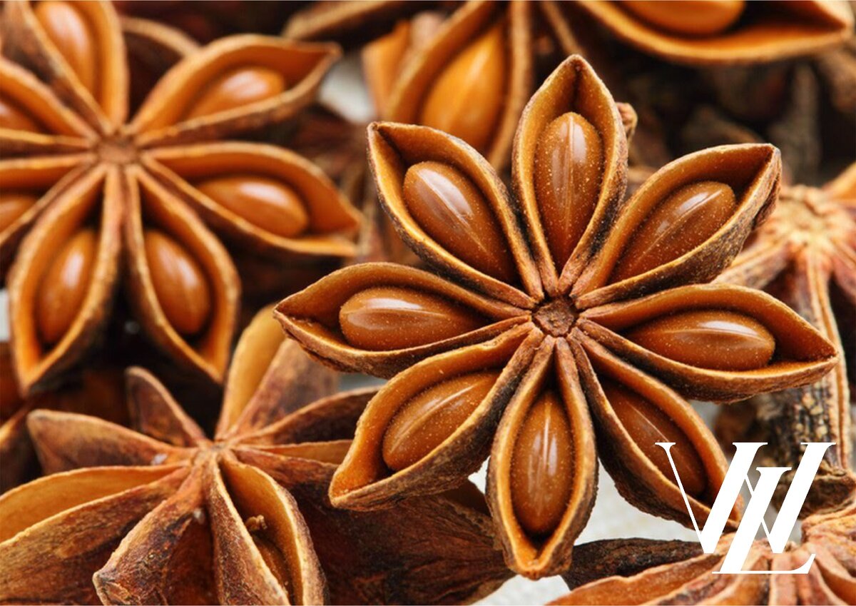 Бадьян анисовый