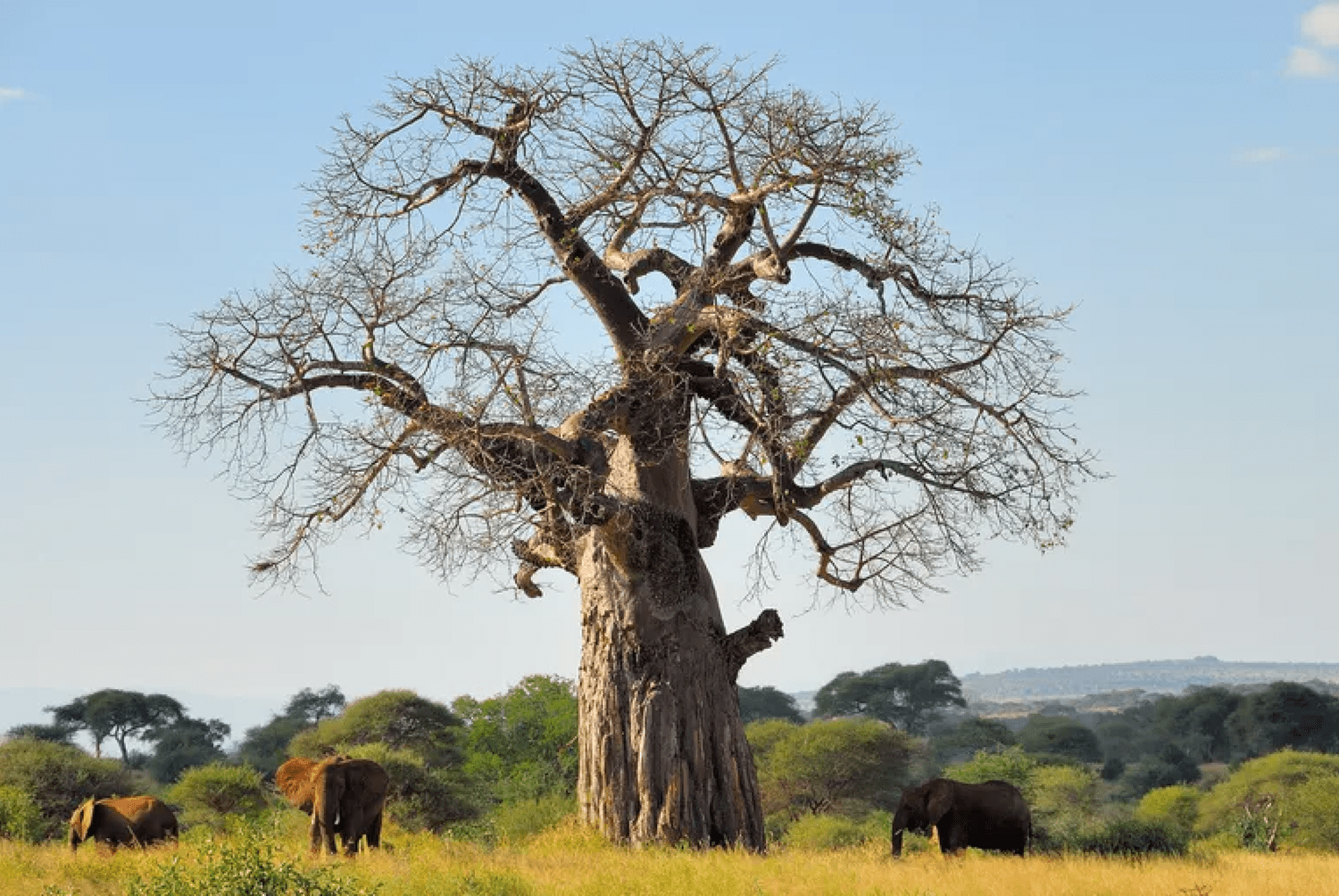 Баобаб африканский