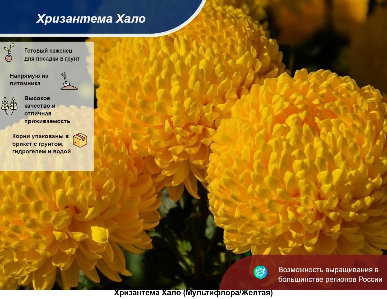 Хризантема Хризантема