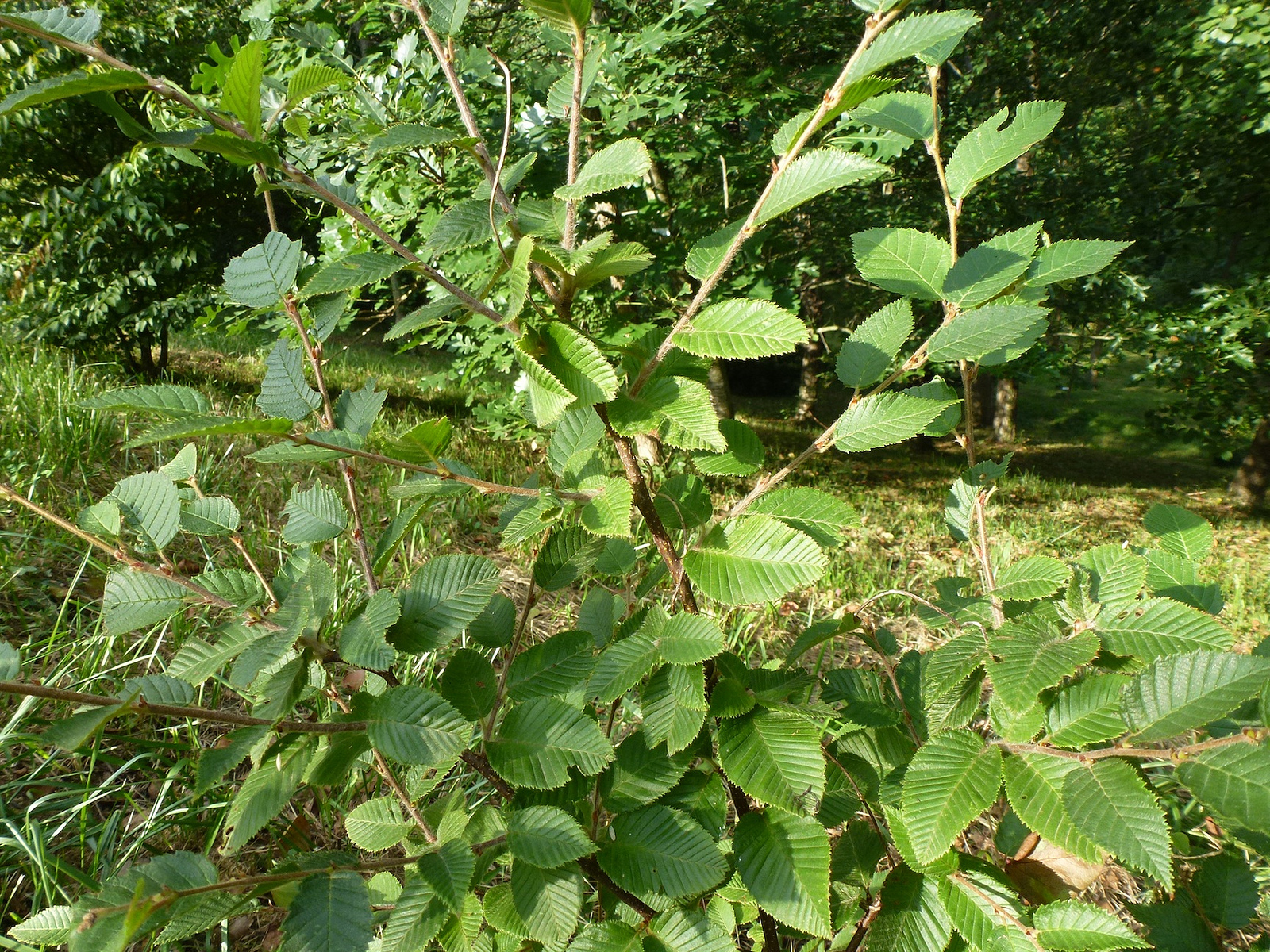 Береза ребристая