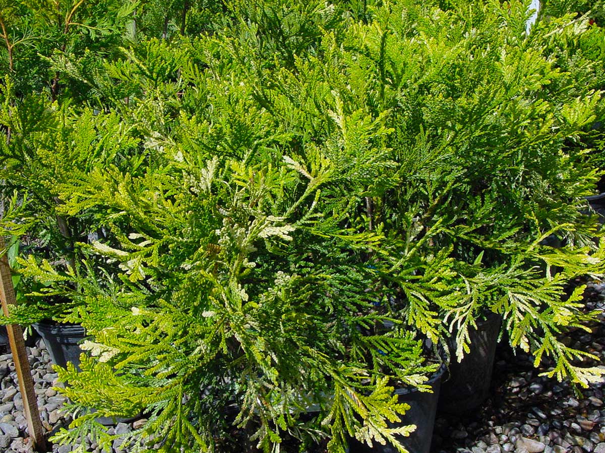 Туевик Туевик