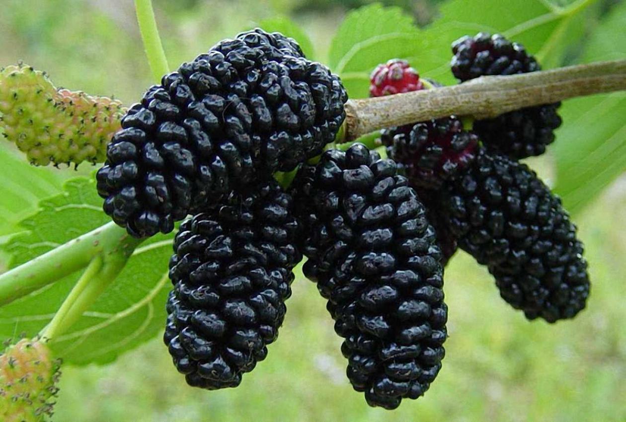 Шелковица