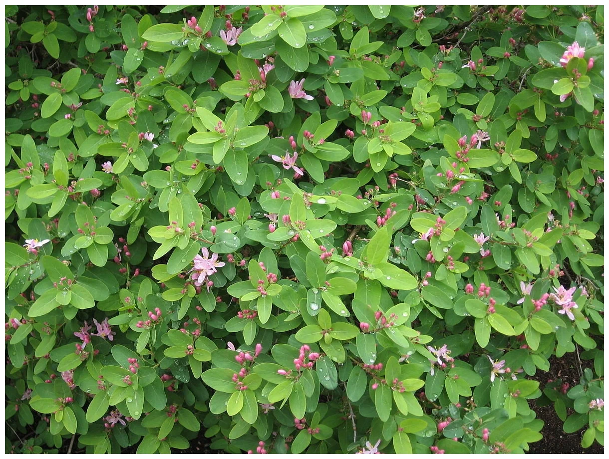 Жимолость татарская