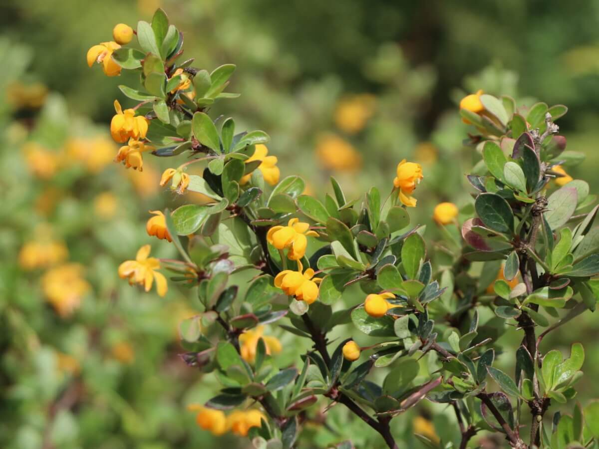 Барбарис бородавчатый Барбарис бородавчатый