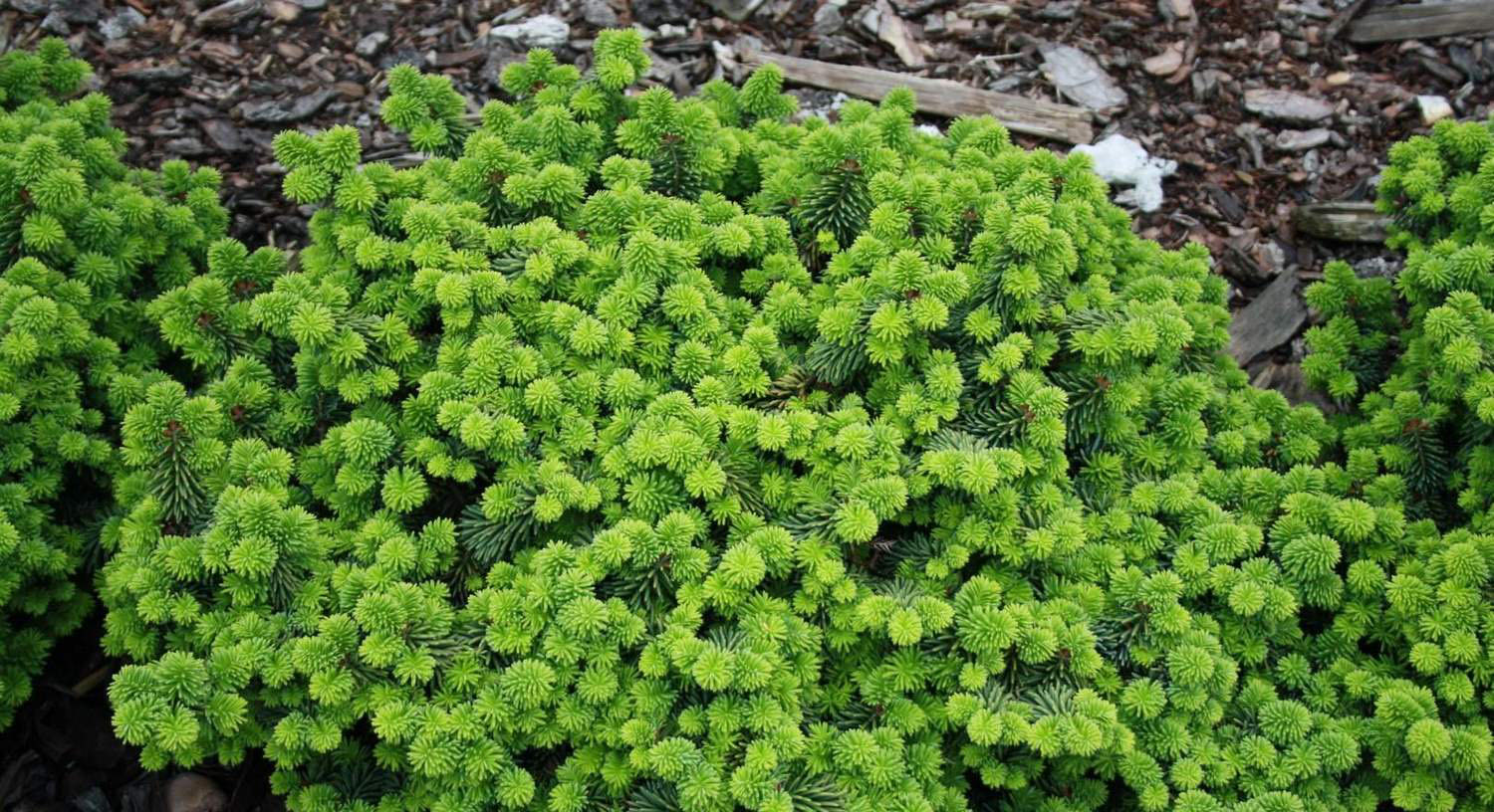 Пихта бальзамическая