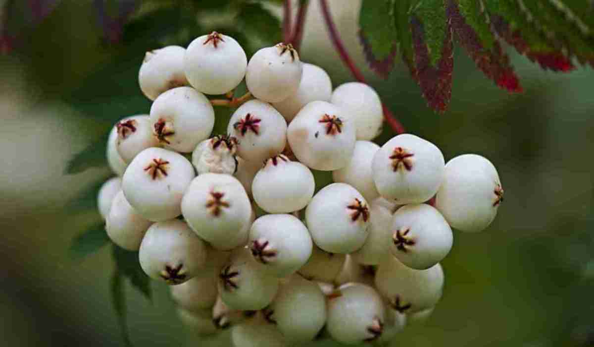 Рябина Кёне