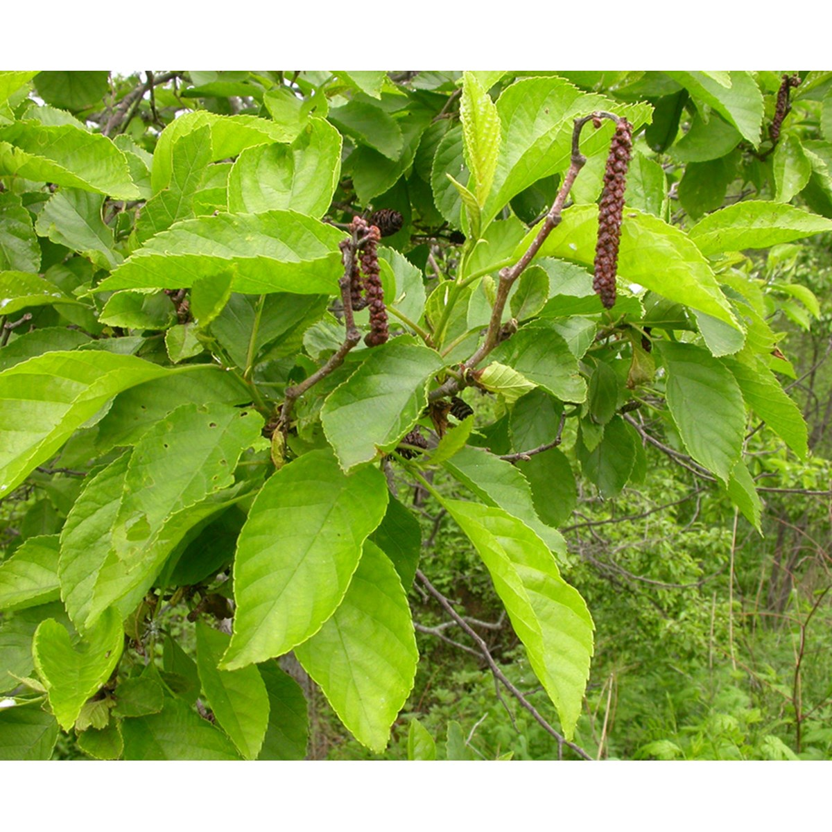 Ольха приморская