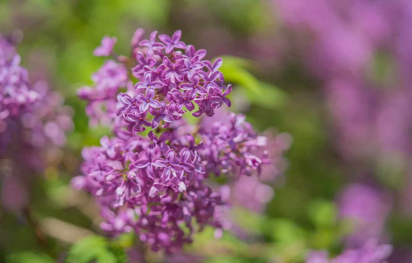 Сирень мохнатая Сирень мохнатая