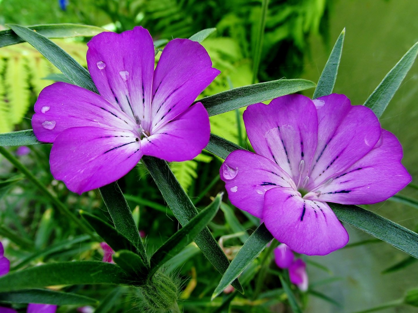 Гвоздичник Гвоздичник