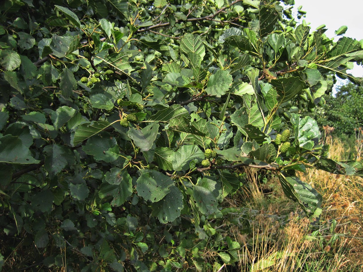 Ольха камчатская