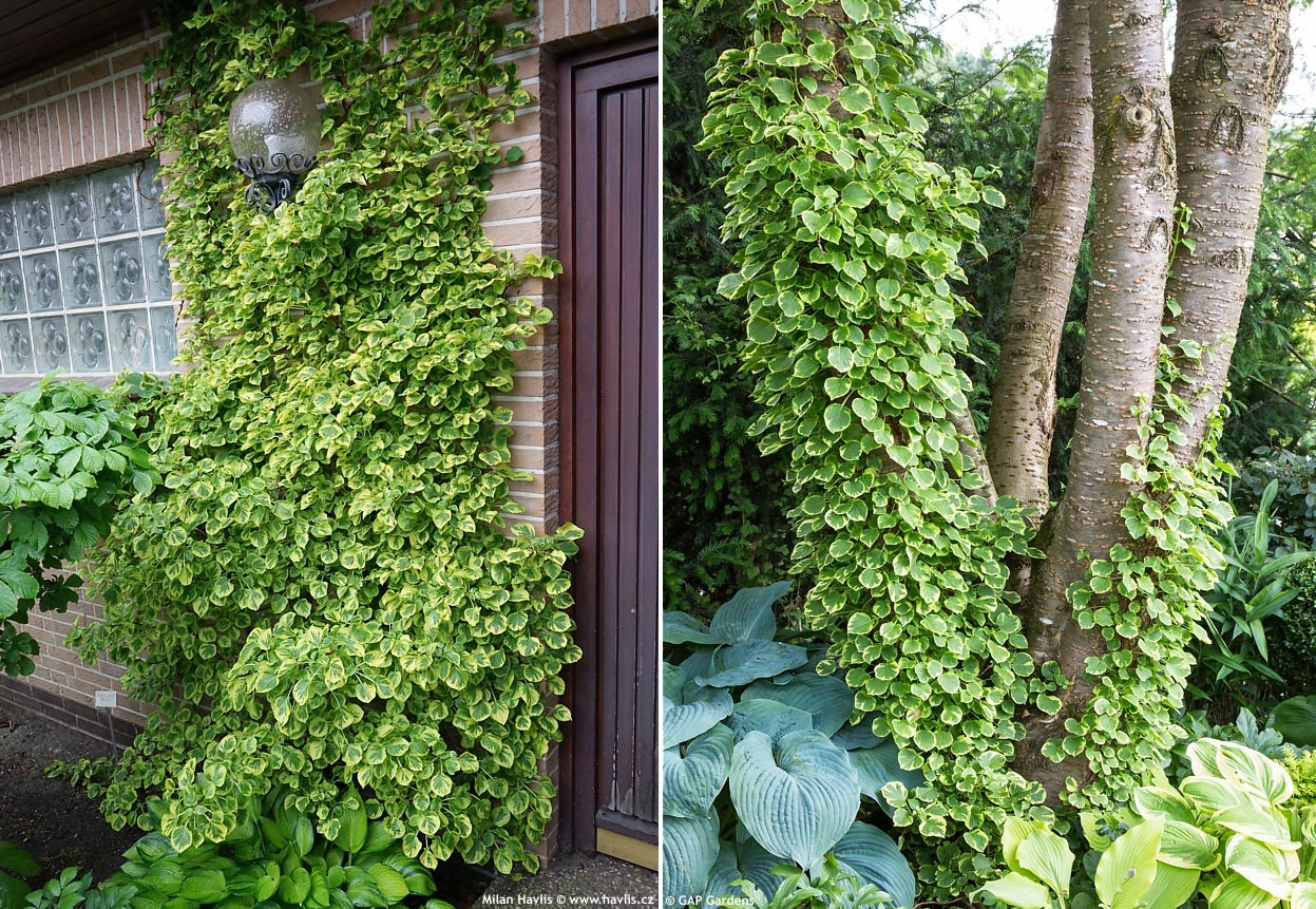 Гортензия черешковая Гортензия черешковая