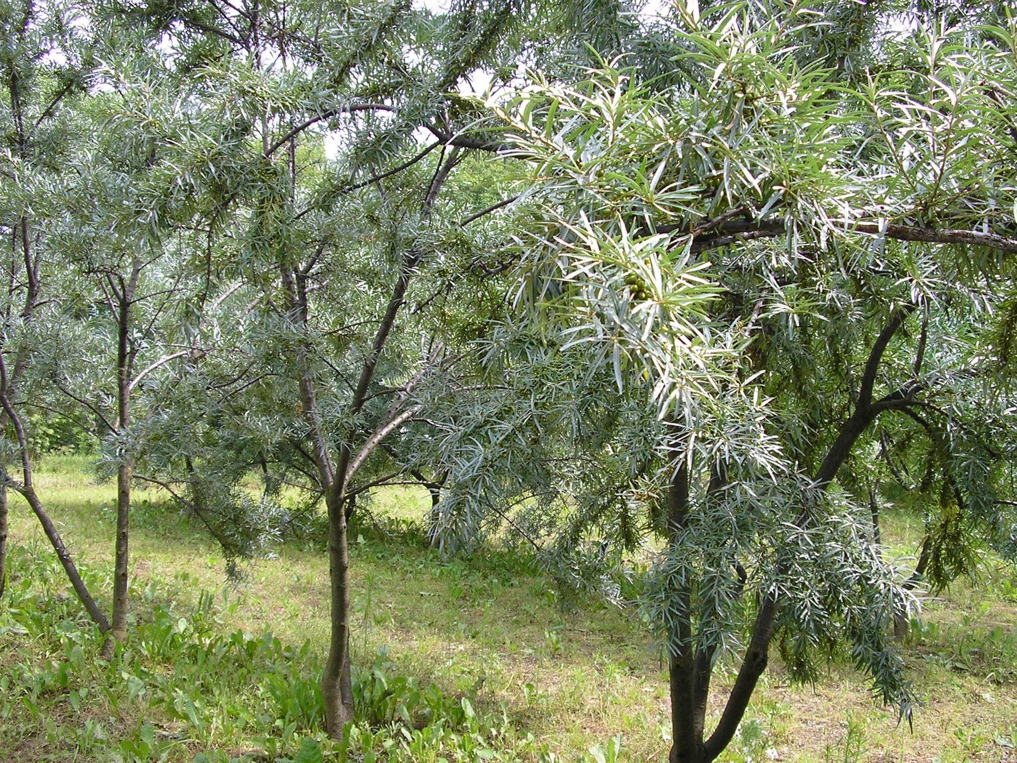 Облепиха Облепиха