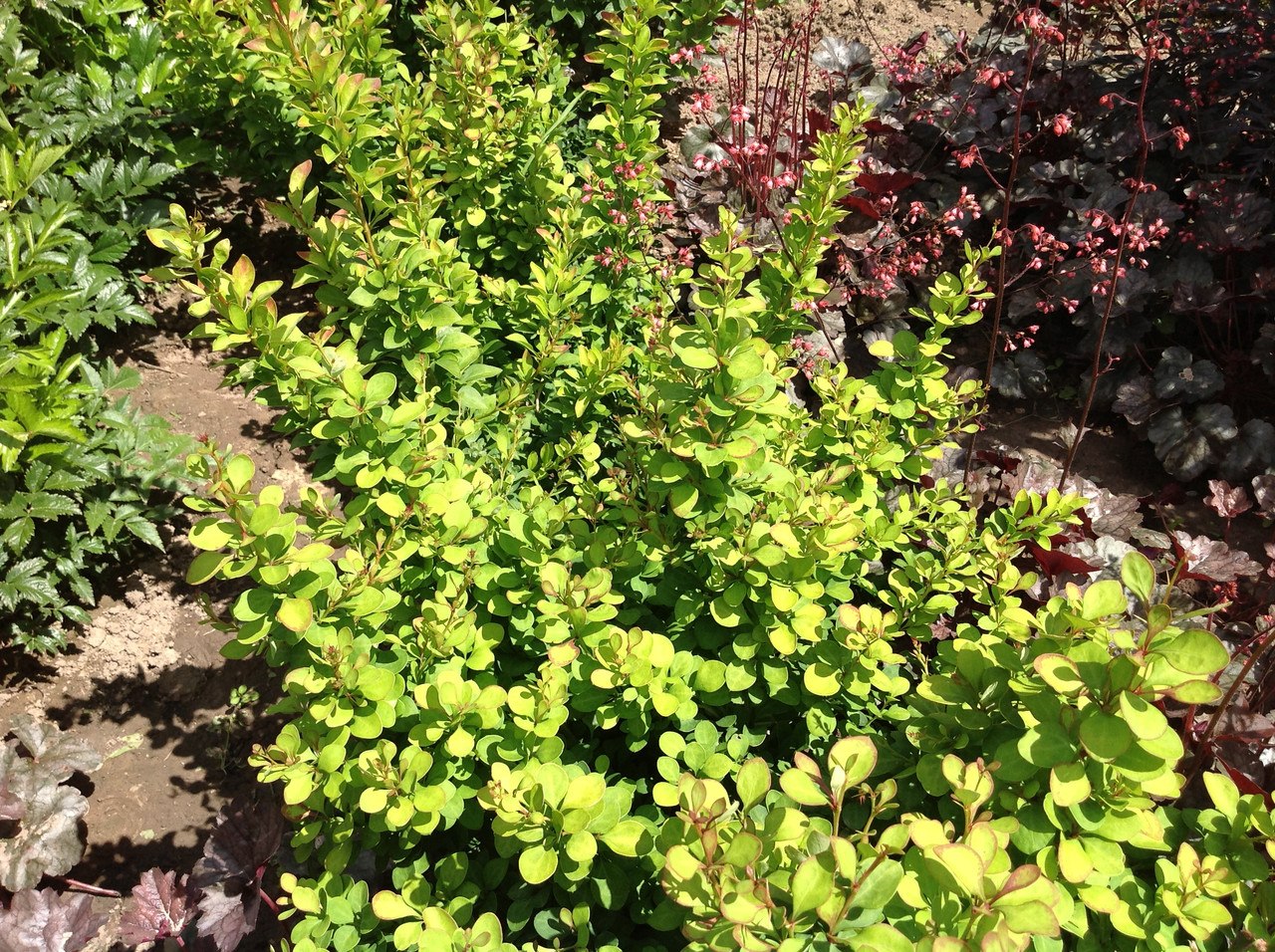 Барбарис колючий Барбарис колючий