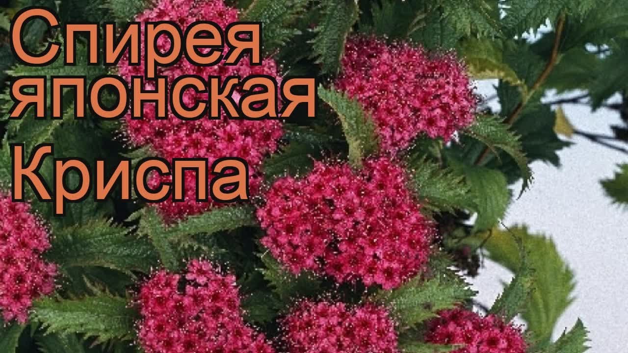 Спирея японская