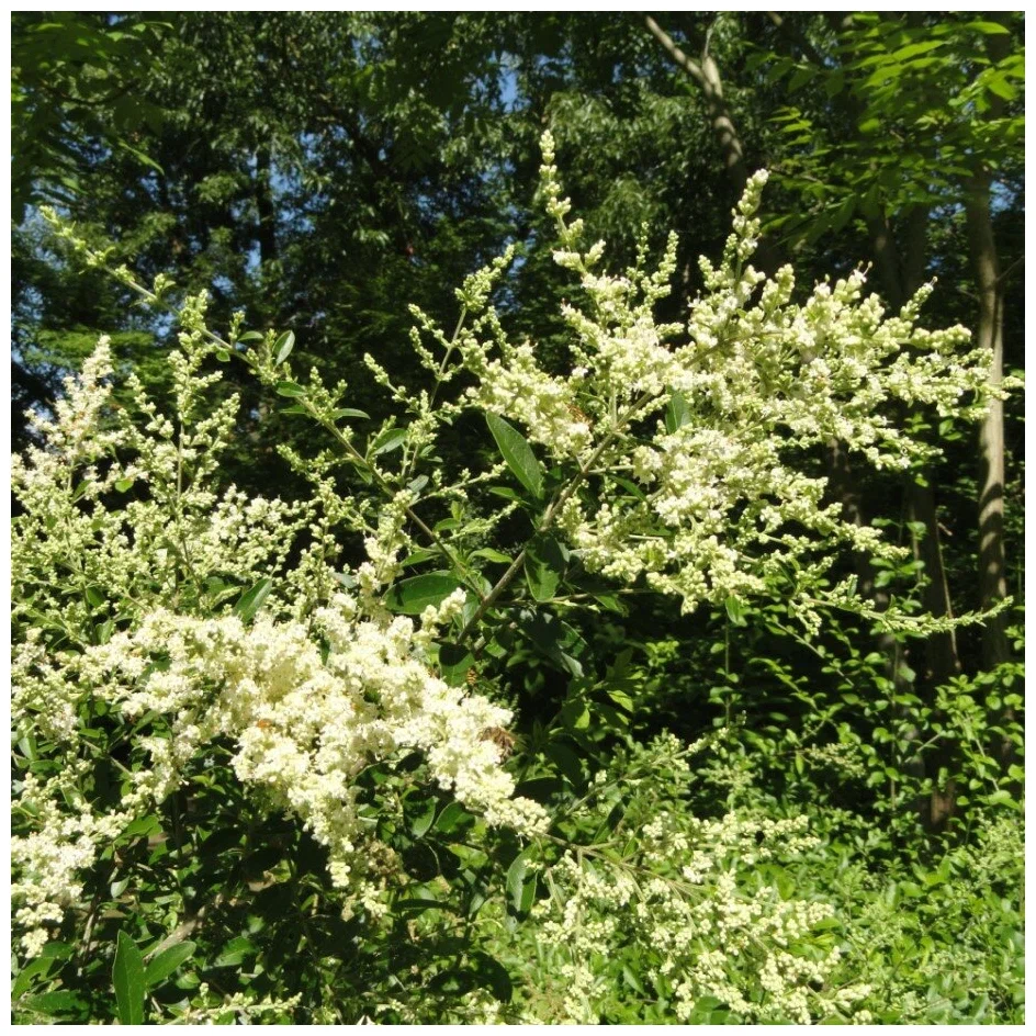 Бирючина Квихоу