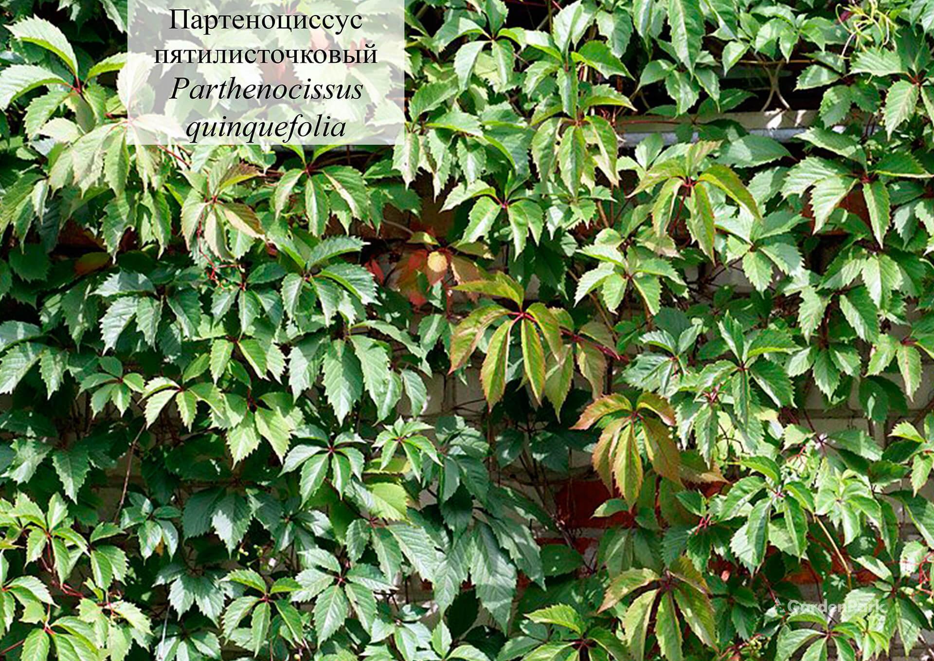 Девичий виноград Мурорум