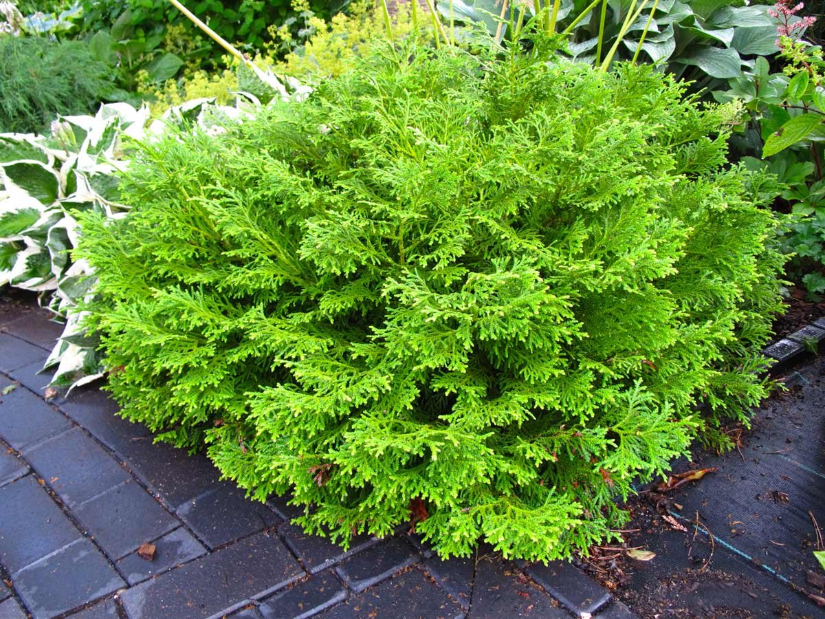 Туевик Туевик