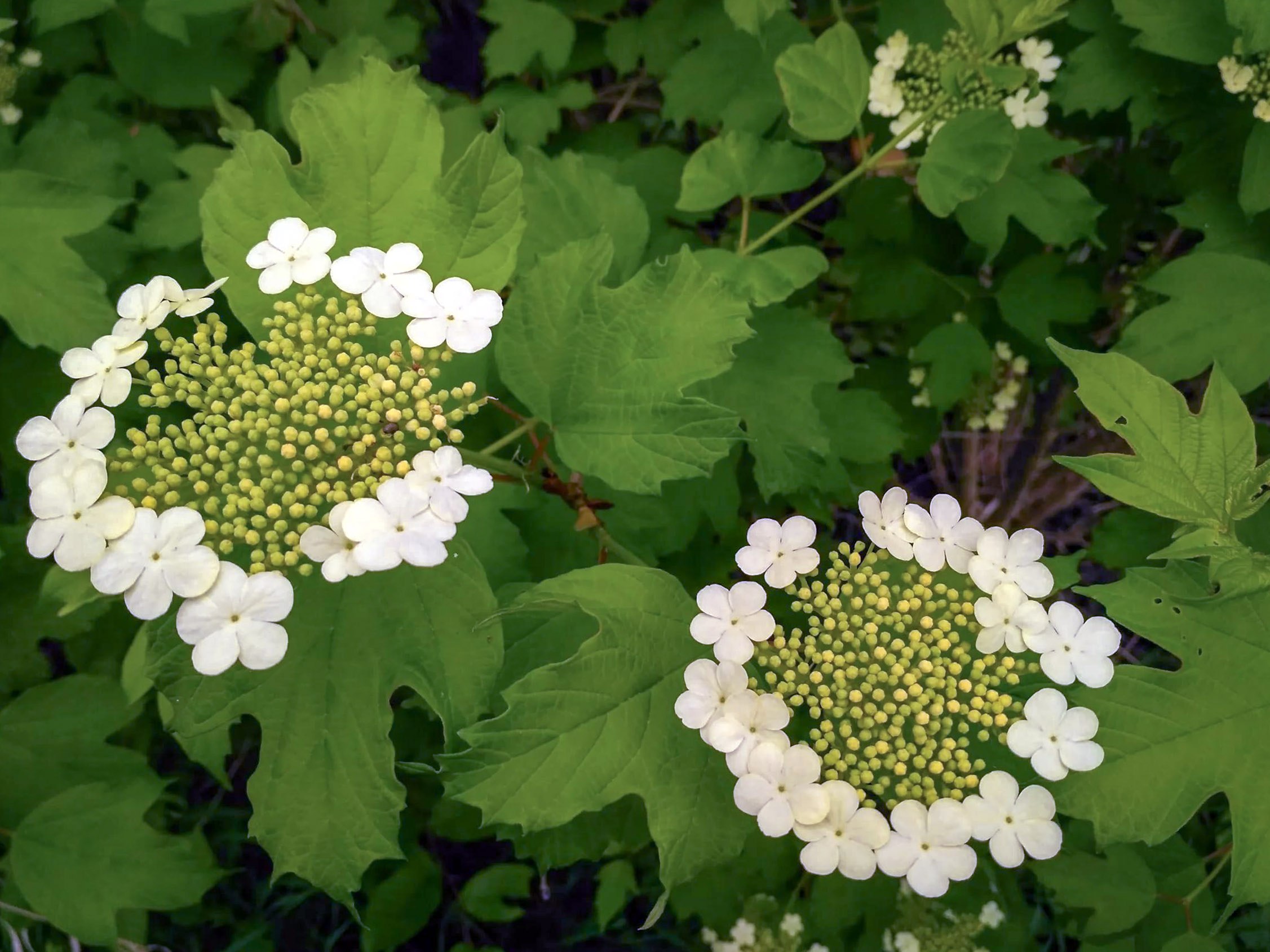 Калина душистая