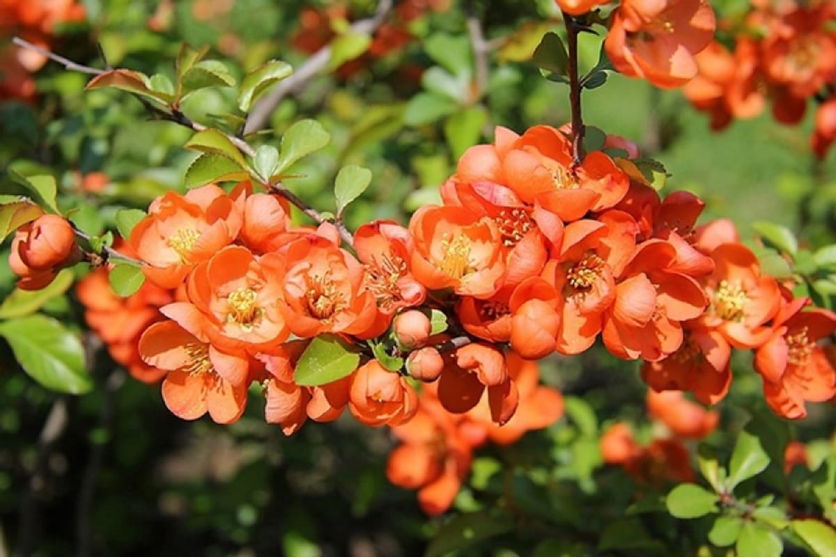 Айва китайская