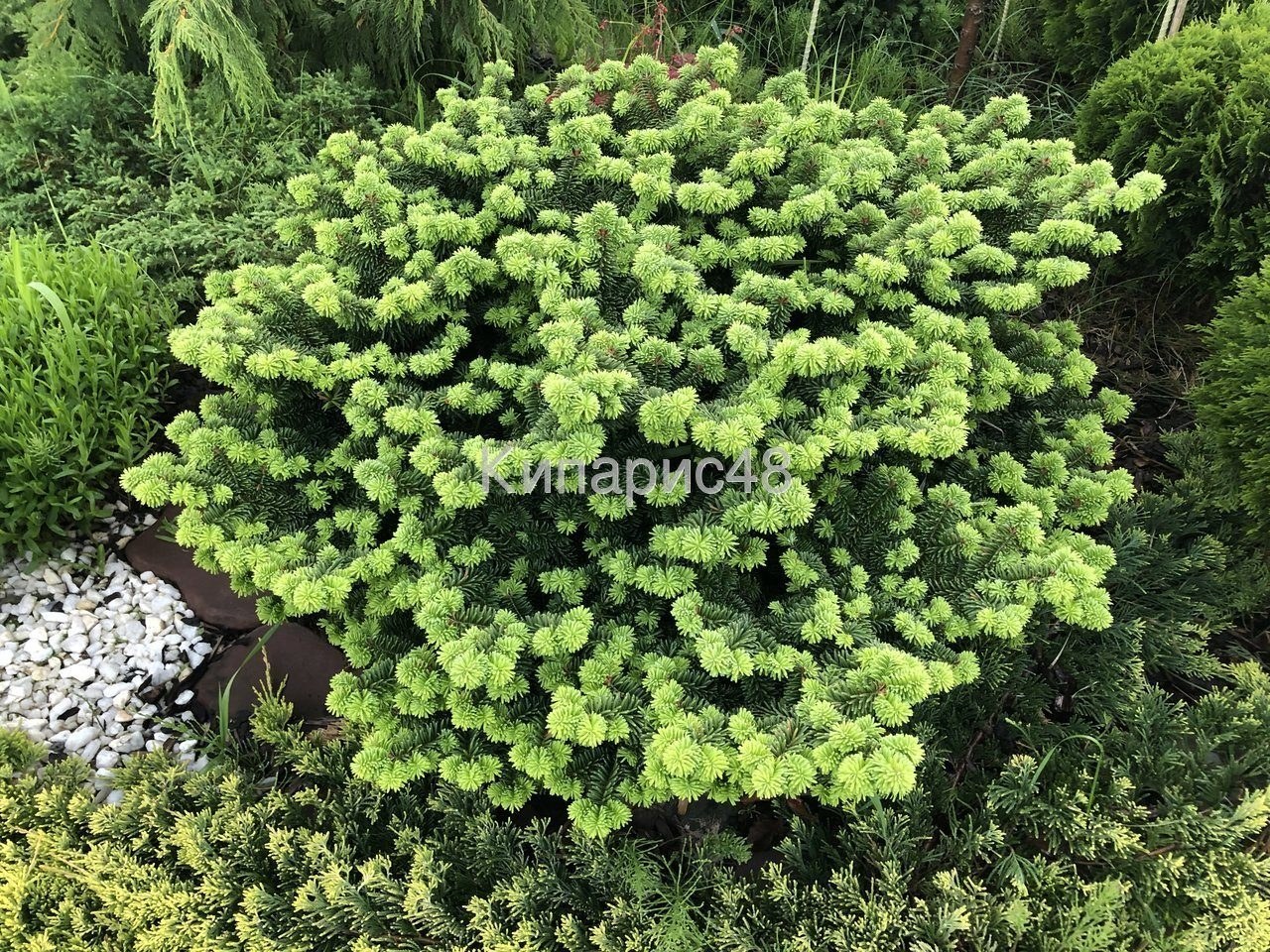 Пихта бальзамическая