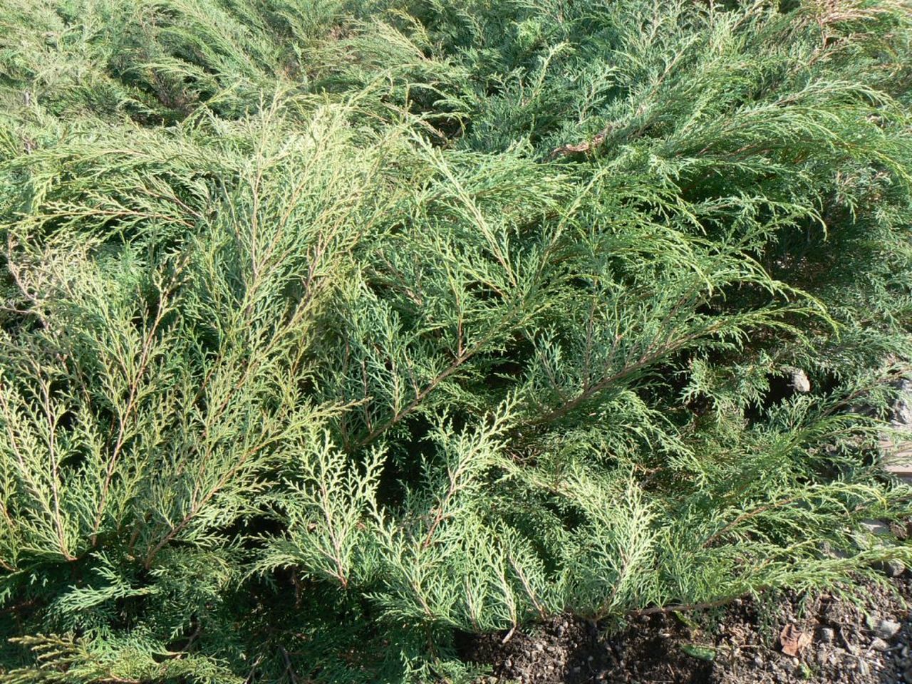 Микробиота