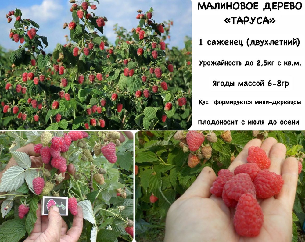 Малиновое дерево