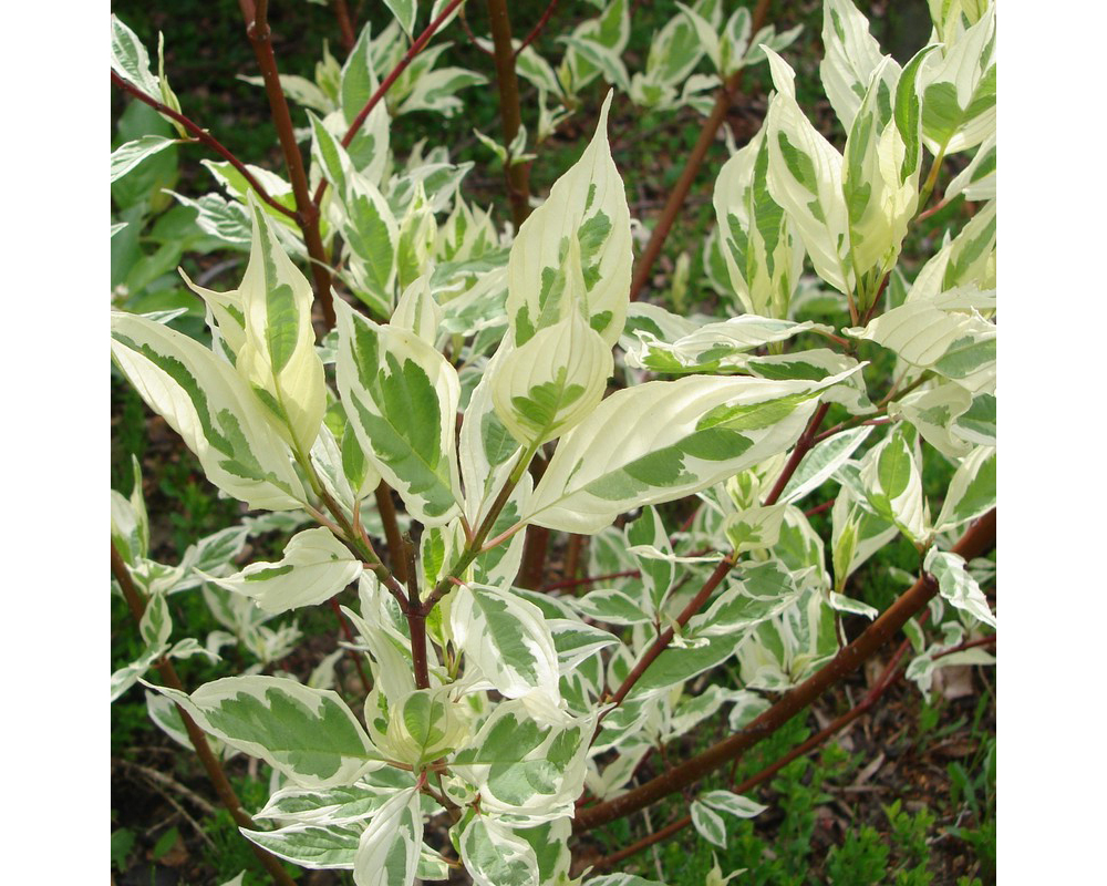 Дерен Дерен