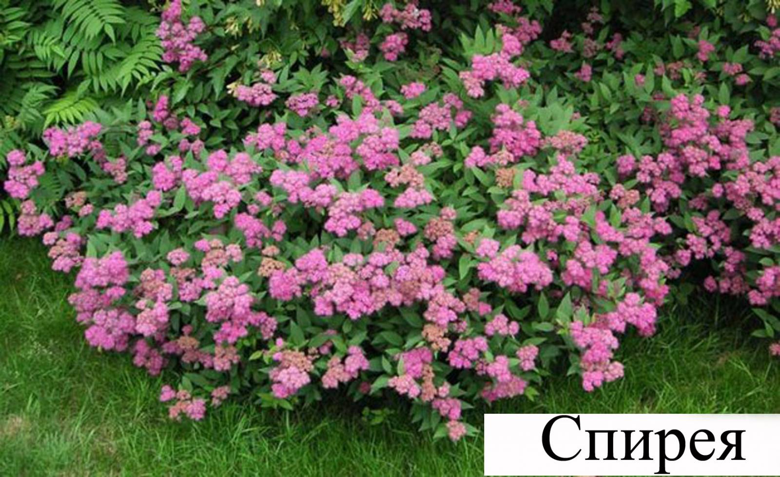 Спирея Спирея