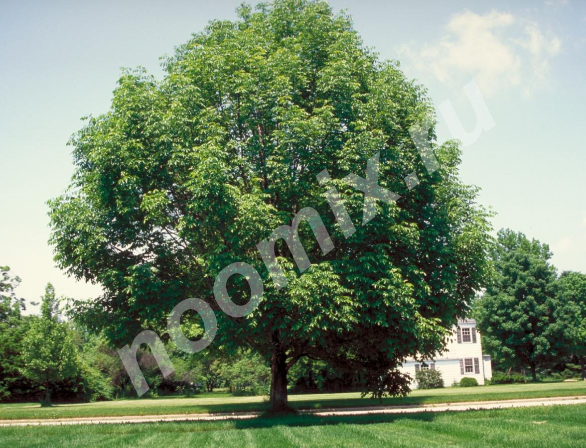 Ясень обыкновенный