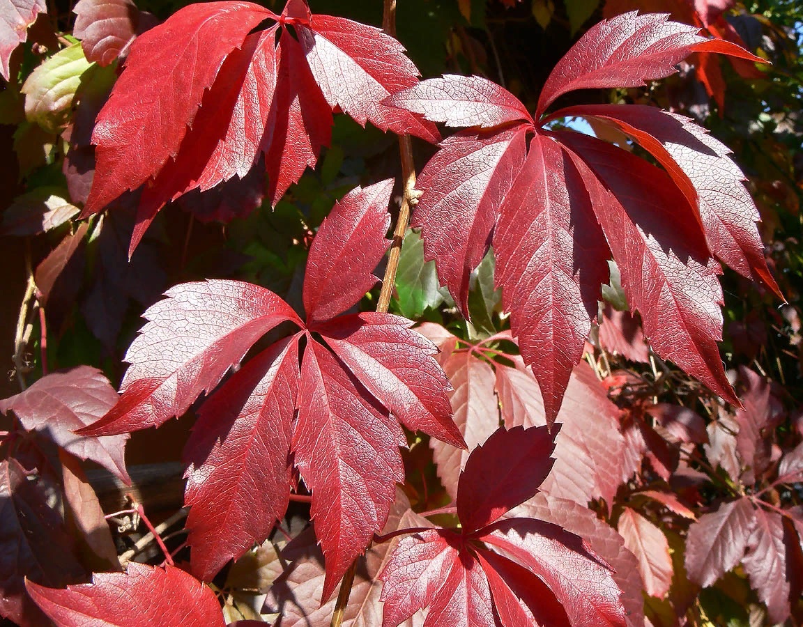 Девичий виноград прикрепленный