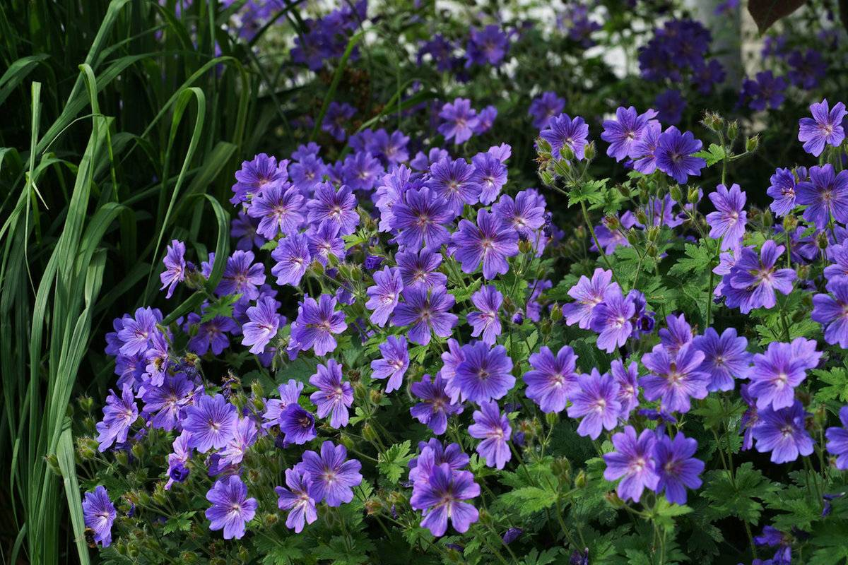 Герань садовая