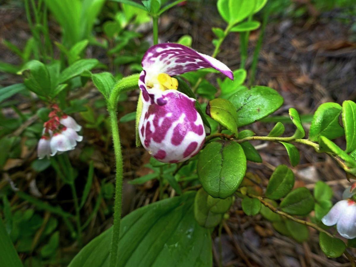 Башмачок капельный