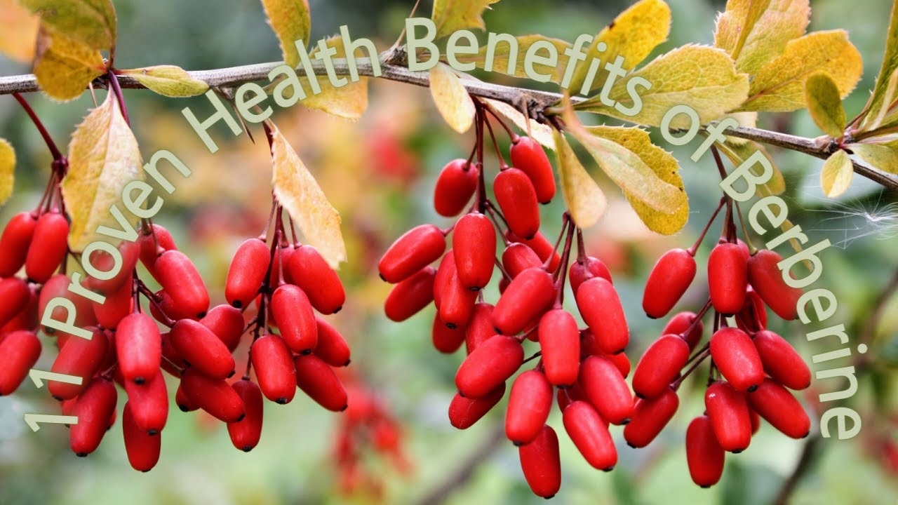 Барбарис продолговатый Барбарис продолговатый