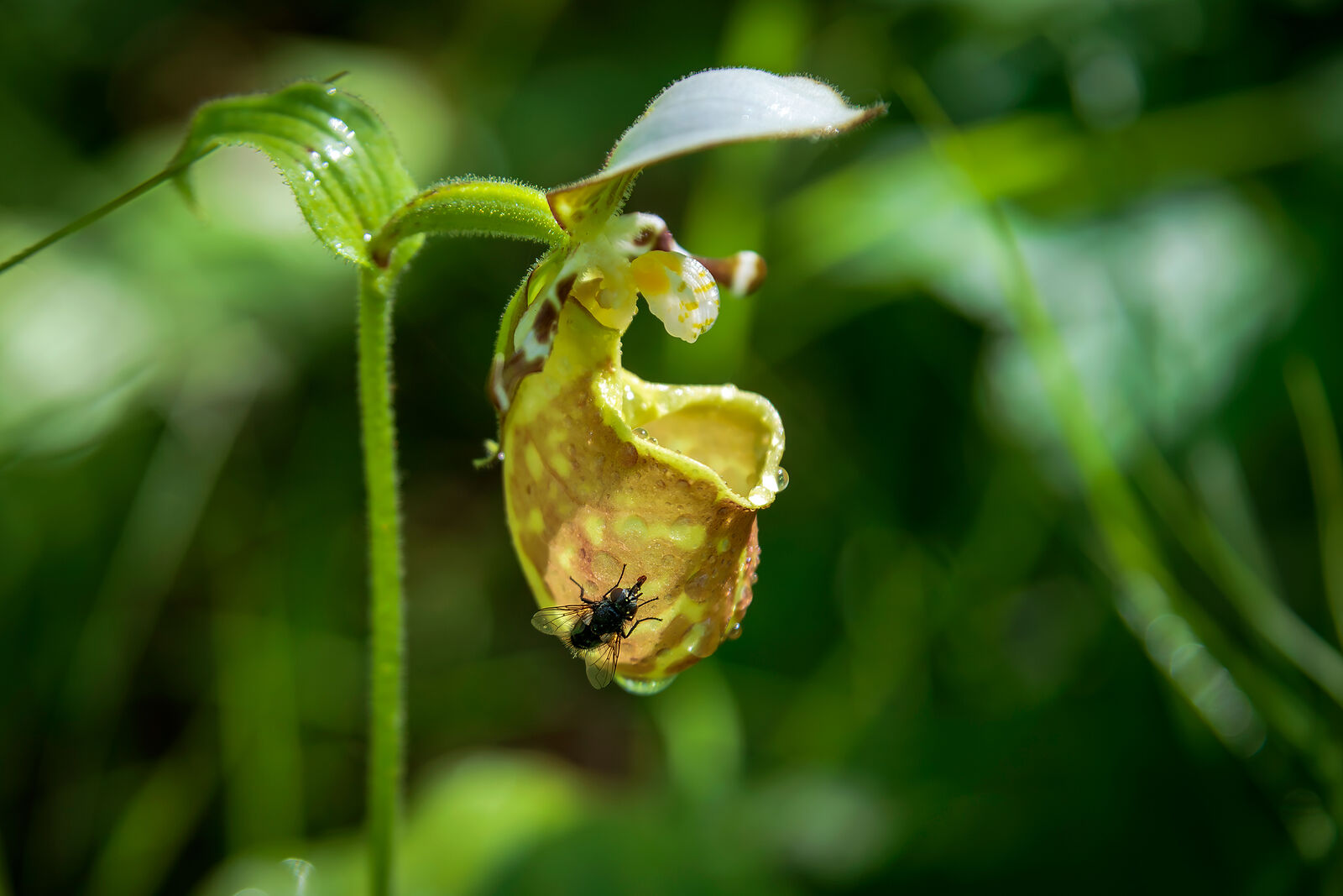 Башмачок Ятабе