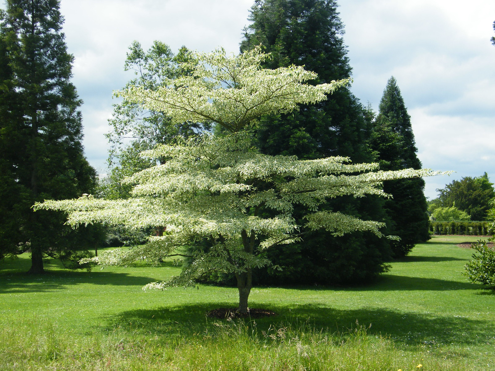 Дерен спорный Дерен спорный