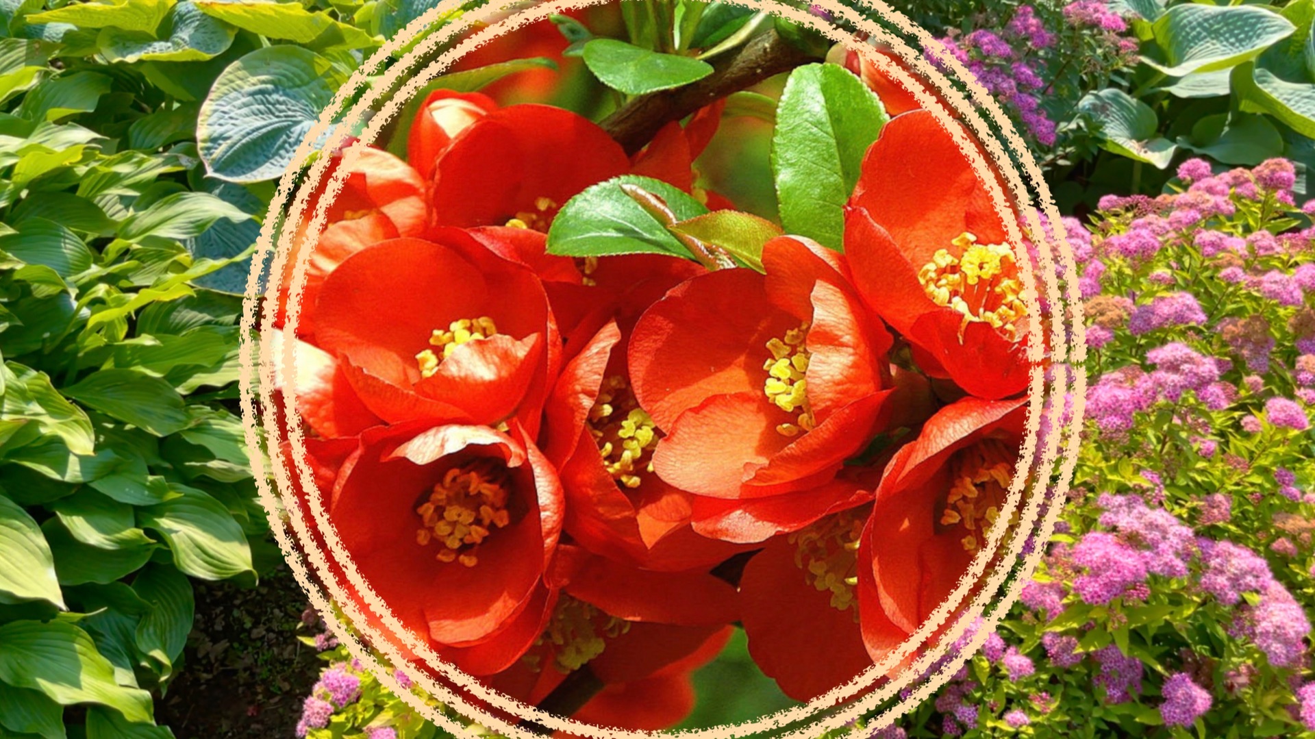 Глициния кустарниковая Глициния кустарниковая