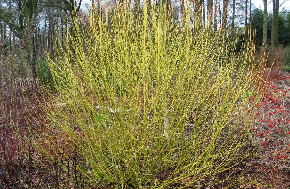 Дерен отпрысковый