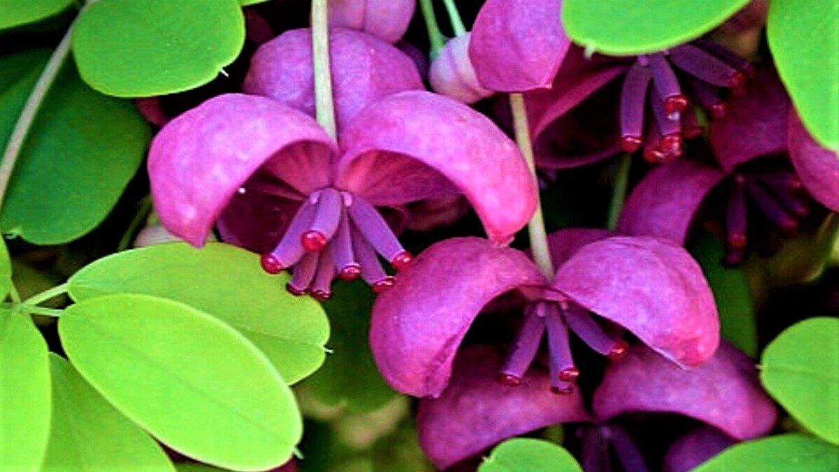 Акебия белоцветковая