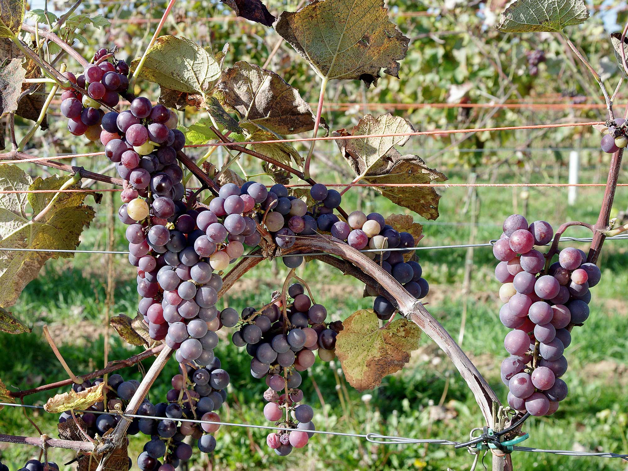 Виноград лабруска