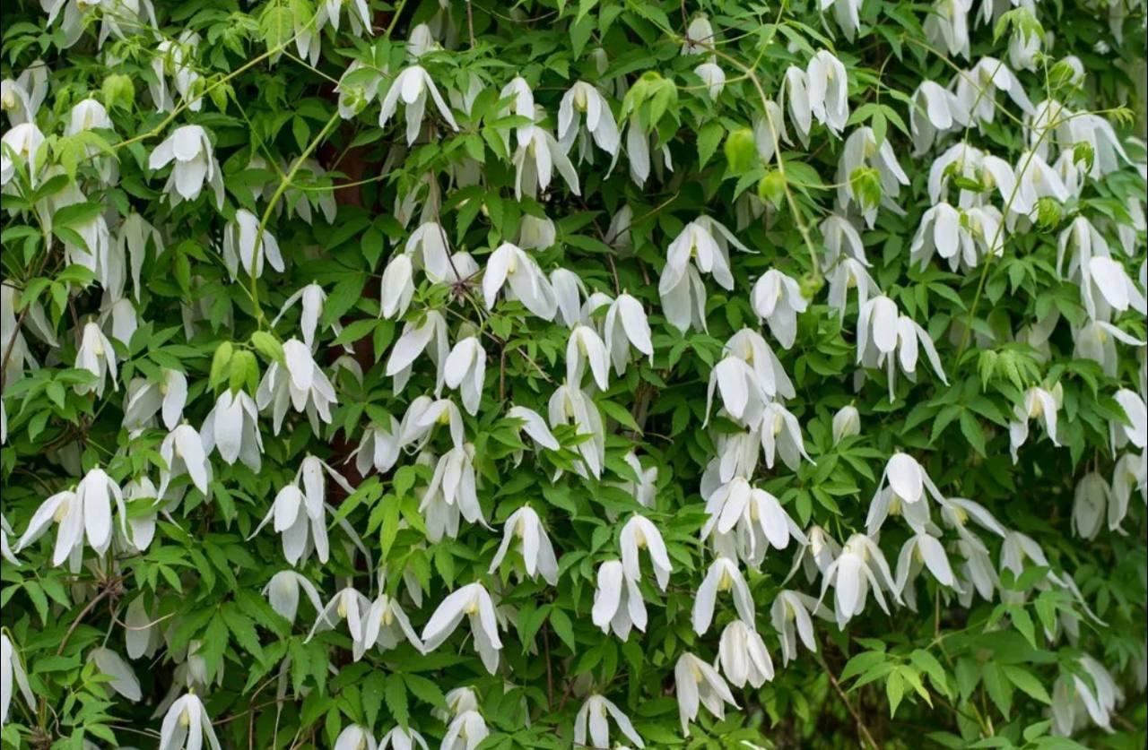 Княжик Арманда Княжик Арманда