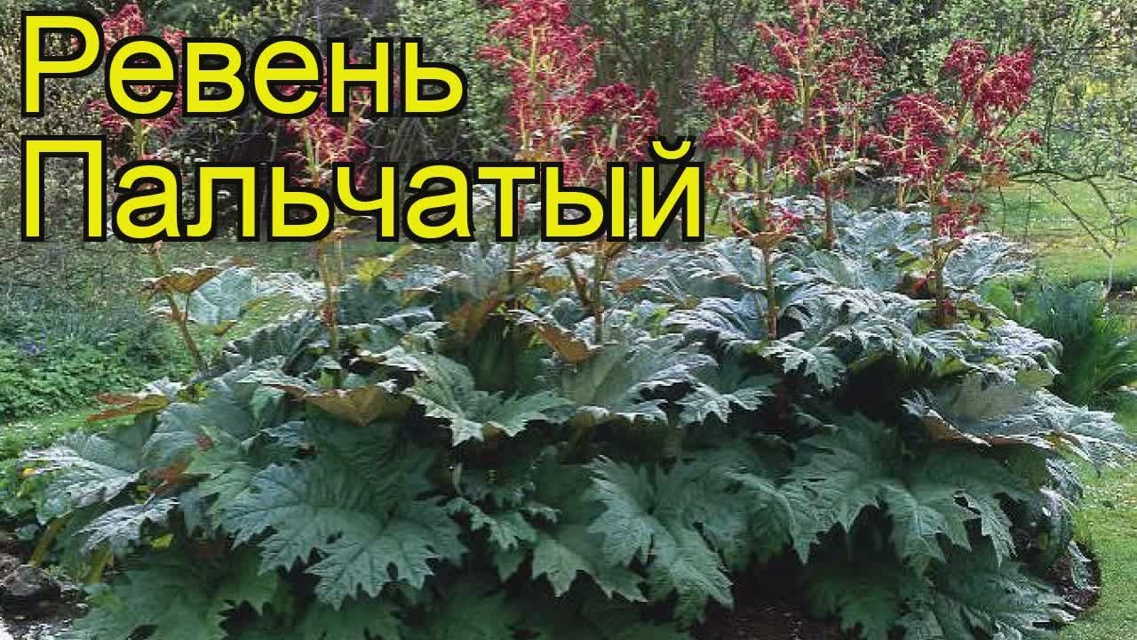 Ревень