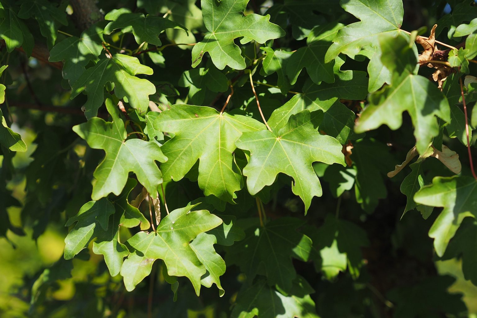 Клён полевой Клён полевой